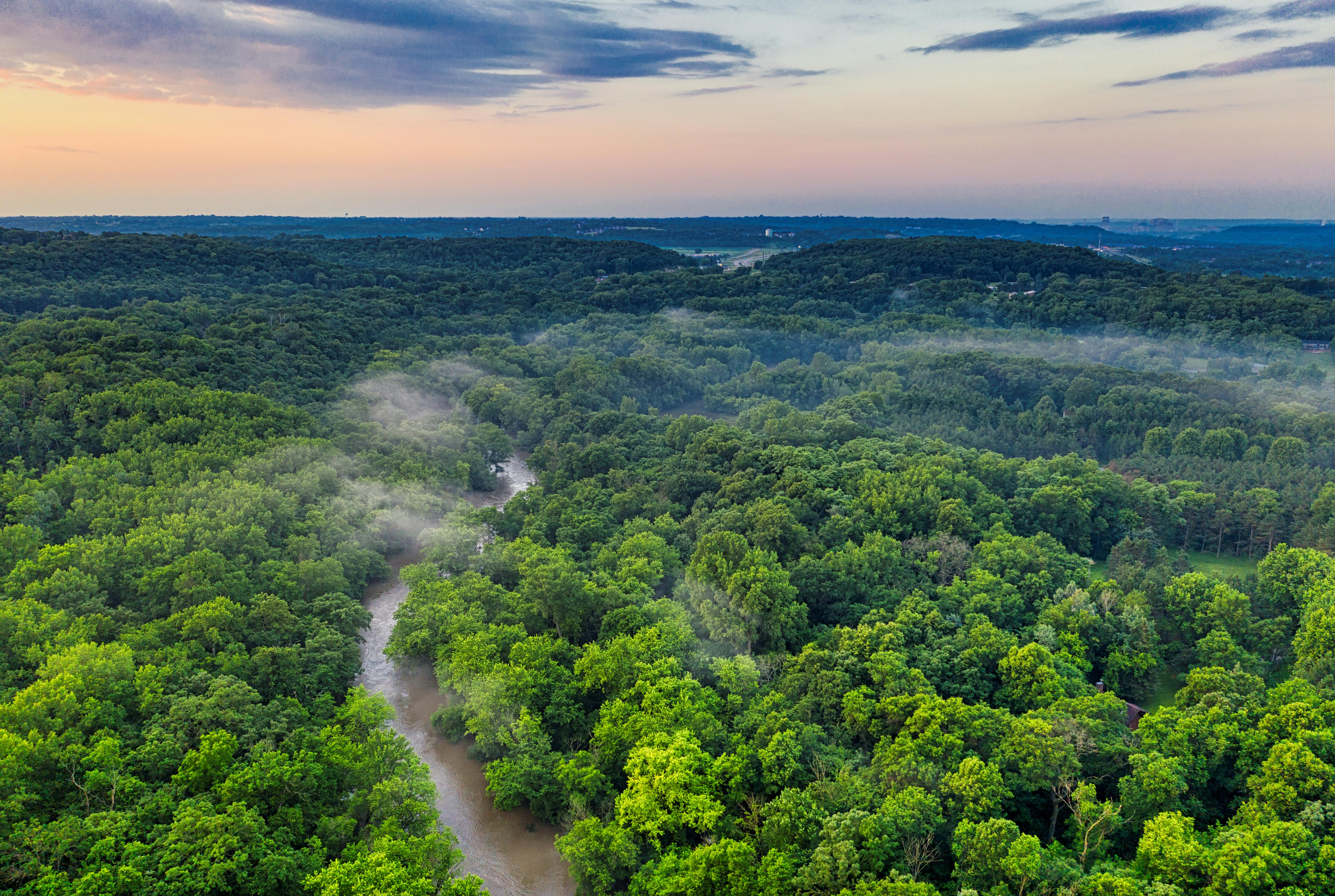 Dia da Amazônia