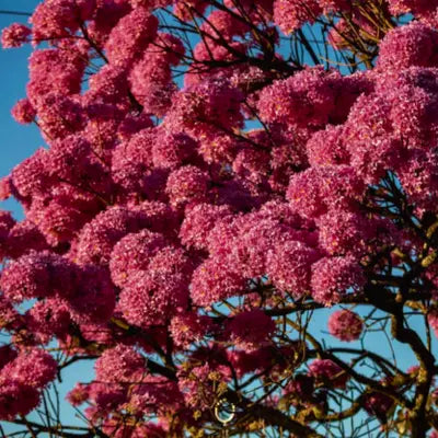 Pau-Rosa