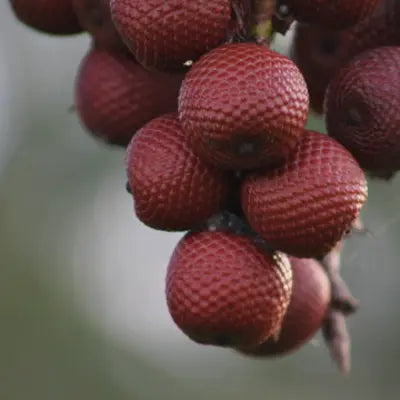 Buriti