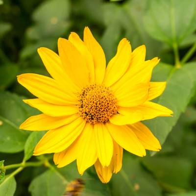 Arnica