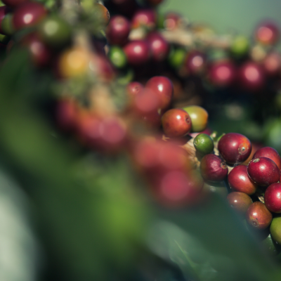 Café Verde