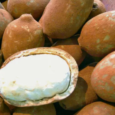Cupuaçu