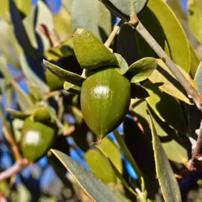 Jojoba