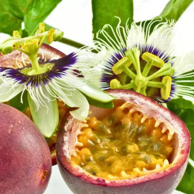Passiflora (Maracujá)
