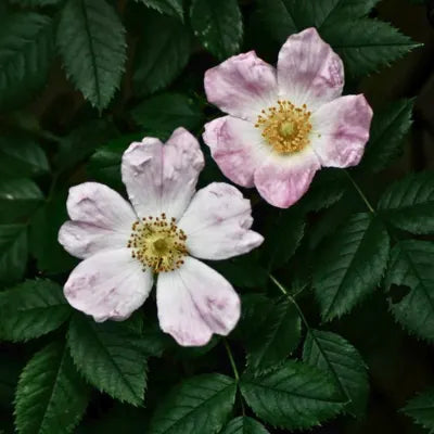 Rosas